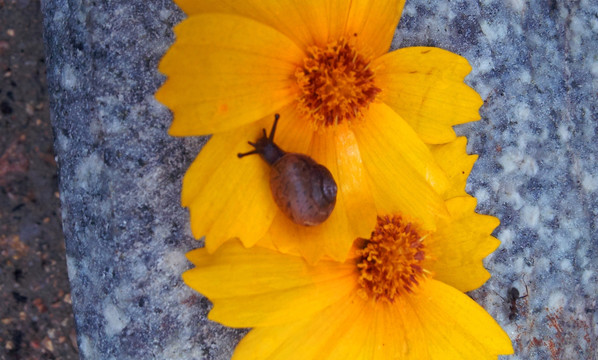 花和蜗牛