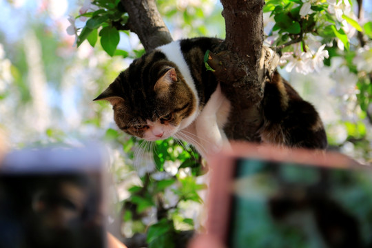 海棠花猫