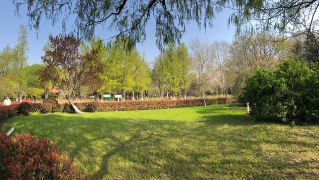 公园绿色背景