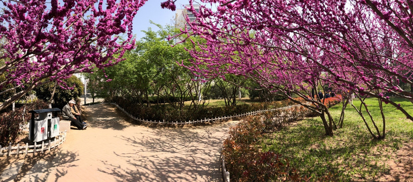 公园 紫荆花
