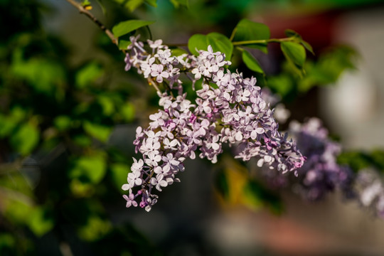 丁香花