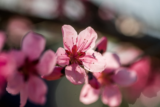 桃花
