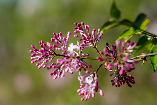 丁香花