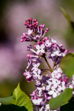 丁香花