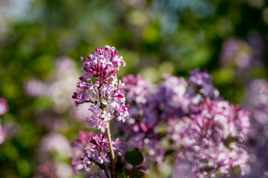 丁香花