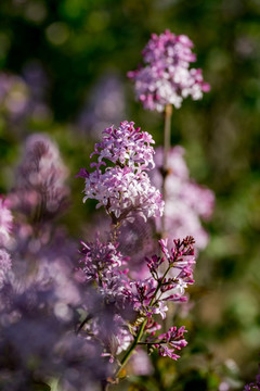 丁香花