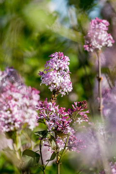 丁香花