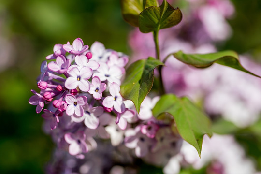 丁香花