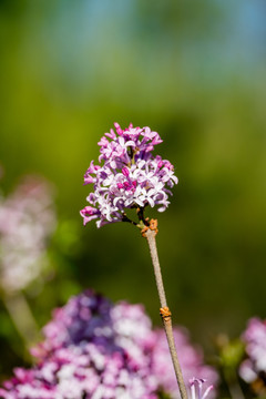丁香花