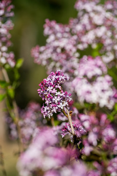 丁香花