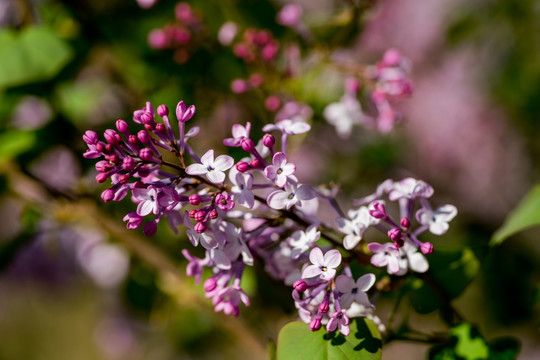 丁香花
