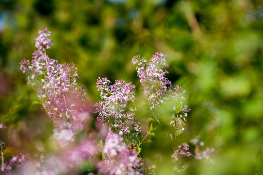 丁香花