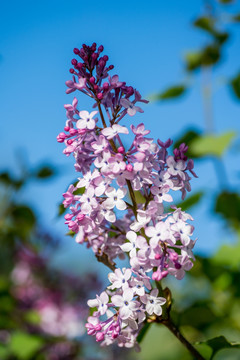 丁香花