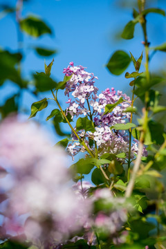 丁香花