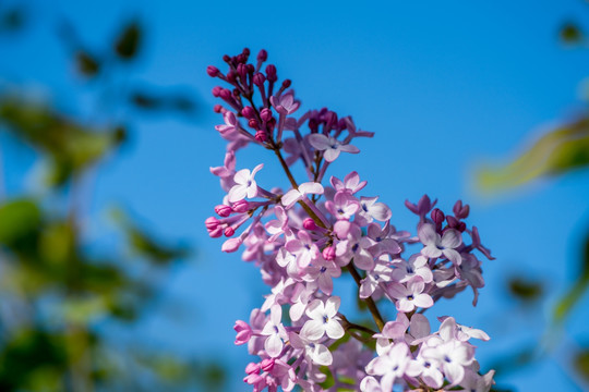 丁香花