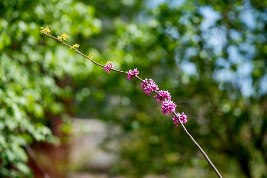 紫荆花