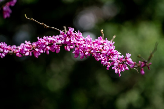 紫荆花