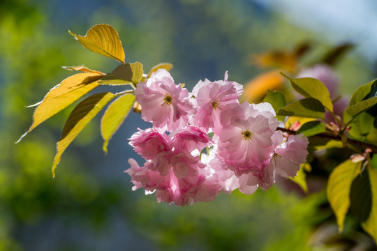 樱花