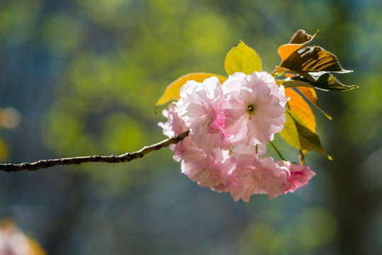樱花