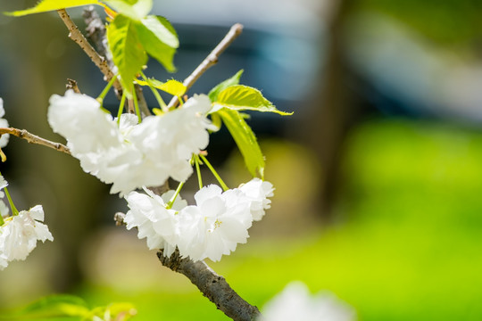 樱花