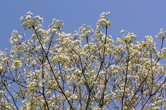 桐子花 油桐花