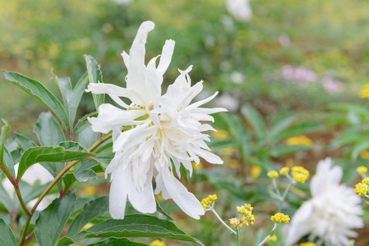 芍药花