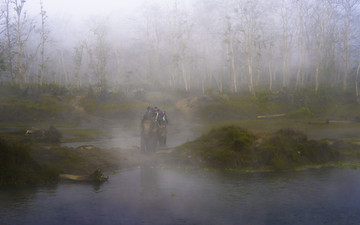 丛林迷雾