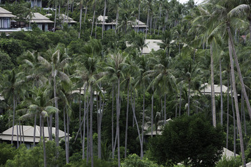 椰林别墅