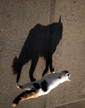 猫的光影