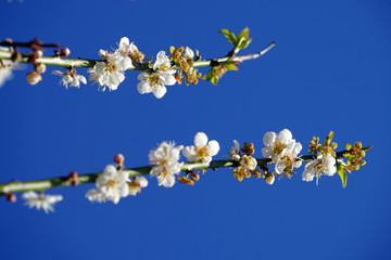 白梅花