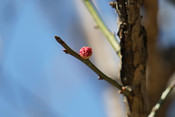 梅花花蕾