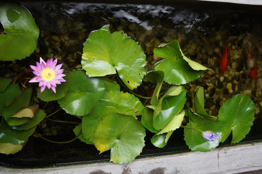 莲花锦鲤水池