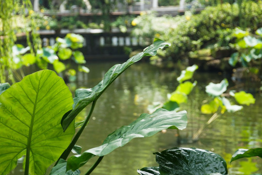 园林生态景观