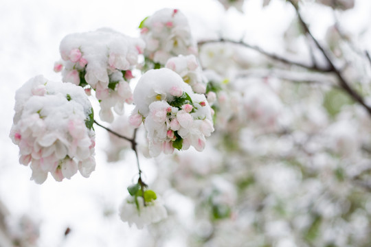 雪与花