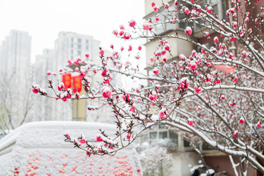 雪与花