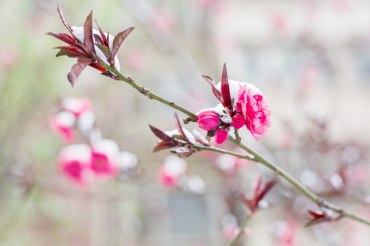 雪与花