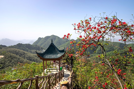 大幕山杜鹃花