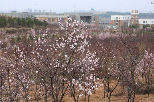 鄂尔多斯职业学院