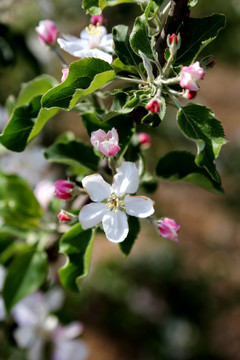 苹果树 苹果花