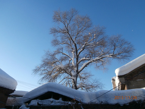 雪中树