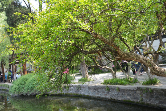 河边石榴树