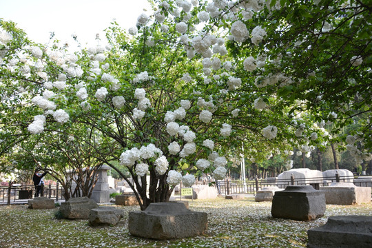 绣球花树