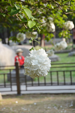 白色绣球花