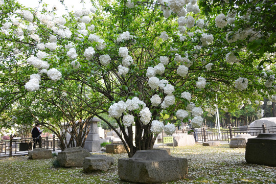 花开满树