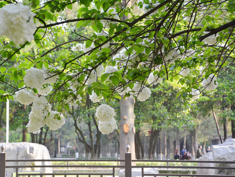 绣球花枝