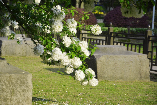 绣球花开