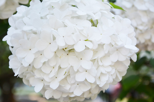 白色绣球花