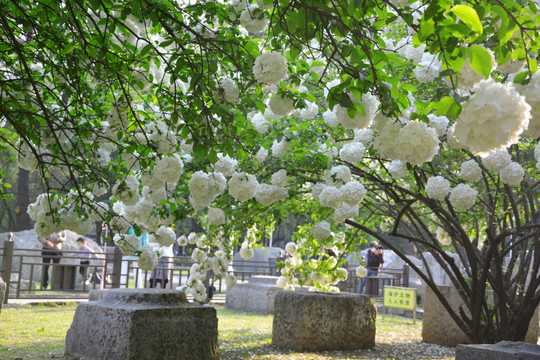 绣球花