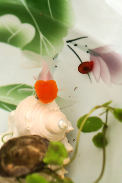金鱼 蜗牛