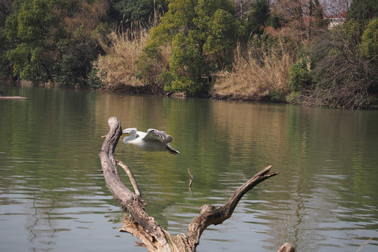 上海动物园水禽园